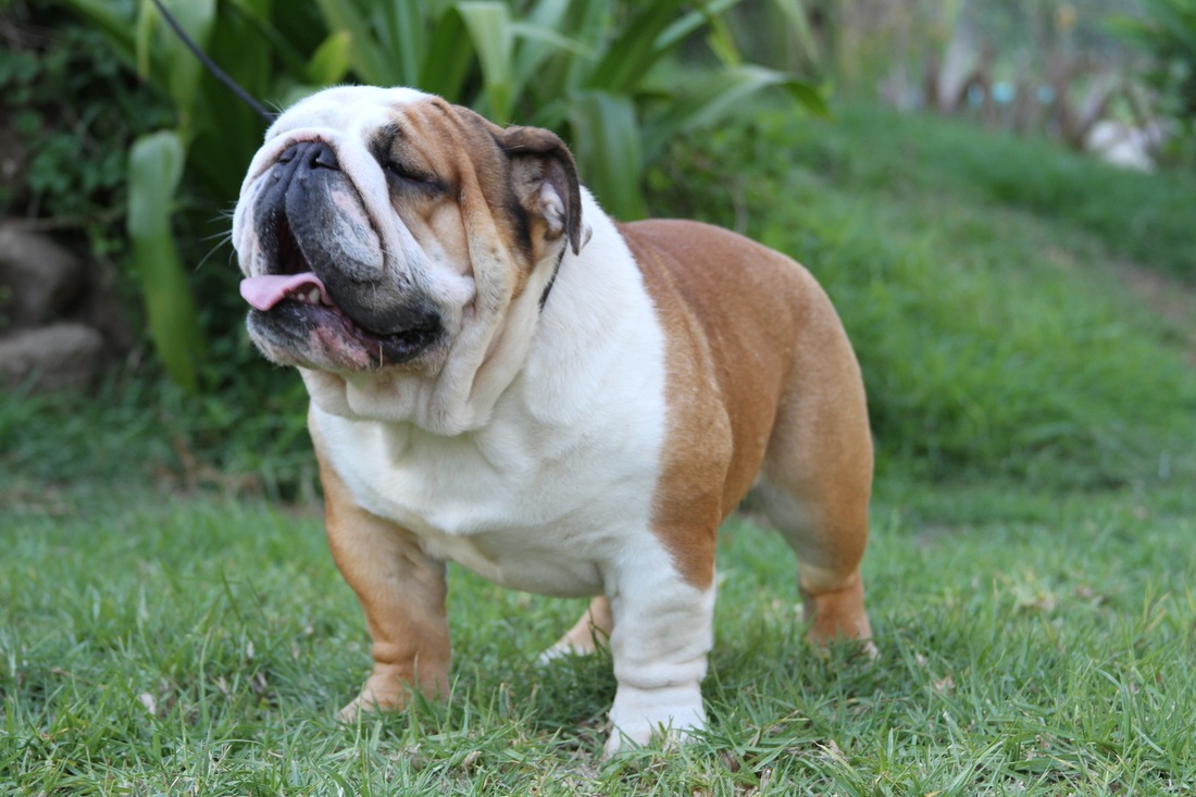 son bulldog ingles